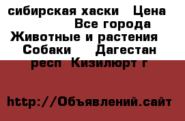 l: сибирская хаски › Цена ­ 10 000 - Все города Животные и растения » Собаки   . Дагестан респ.,Кизилюрт г.